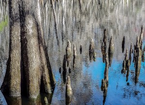 Generations of Cypress